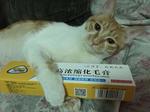 猫咪便秘原因及对策指南