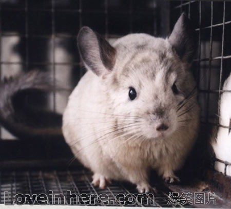 宠物龙猫为何不拉屎？原因及对策