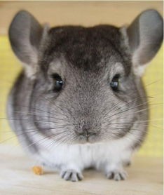 宠物龙猫为何不拉屎？原因及对策