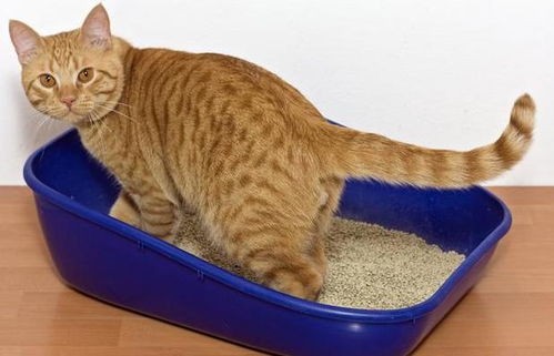 探究猫咪大便不净原因及对策