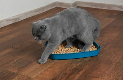 探究猫咪大便不净原因及对策