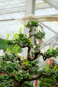 榆树修剪造型技巧 榆树养护修剪方法