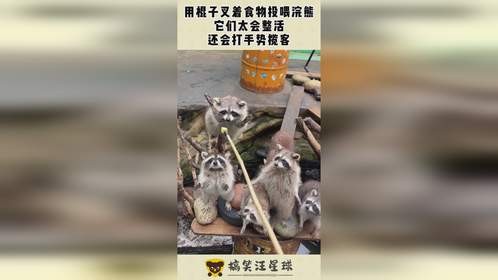 用棍子叉着食物投喂浣熊，它们太会整活，还会打手势揽客！
