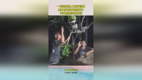 一群鸟在树上安静待着，男子将它们收回笼子，不料压根没鸟反抗！
