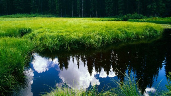 虚寒滑精什么意思 中药配食物能改善