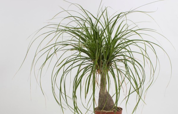 龙须盆栽养殖指南（打造绿意盎然的龙须盆景）