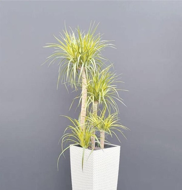 龙须盆栽养殖指南（打造绿意盎然的龙须盆景）