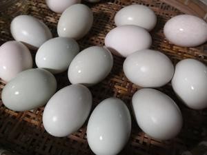 盐水腌制咸鸭蛋的做法 步骤1