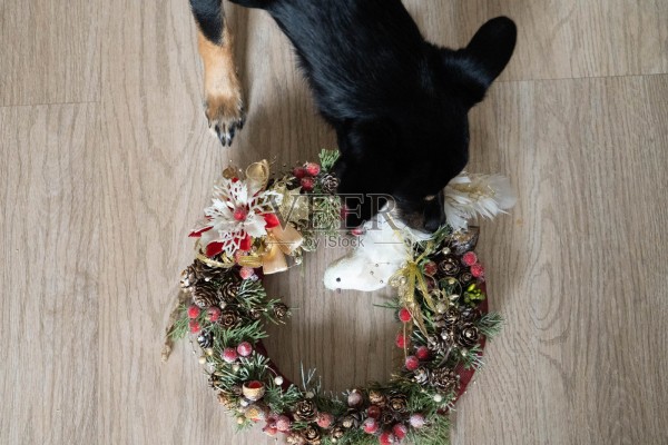 狗狗嗅闻手工制作的圣诞花环,好奇的宠物在家中温馨的环境里探索节日的装饰品照片摄影图片
