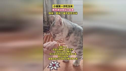 小猫第一次吃玉米竟然激动得站了起来