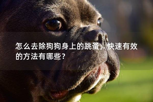 怎么去除狗狗身上的跳蚤,快速有效的方法有哪些?