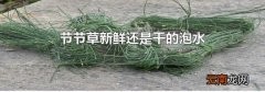 节节草新鲜还是干的泡水