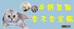 折耳猫会不会发腮 半折耳猫会不会发病