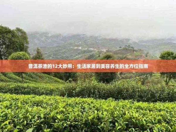 普洱茶渣的12大妙用：生活家居到美容养生的全方位指南