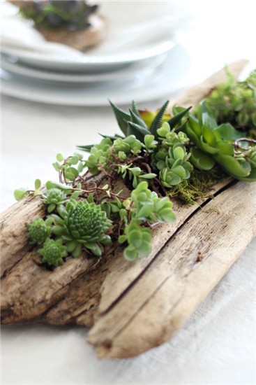 简朴自然乐趣 自制可爱多肉浮木盆栽