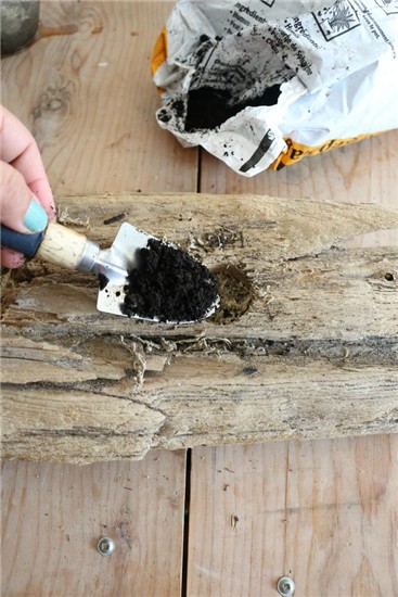 简朴自然乐趣 自制可爱多肉浮木盆栽