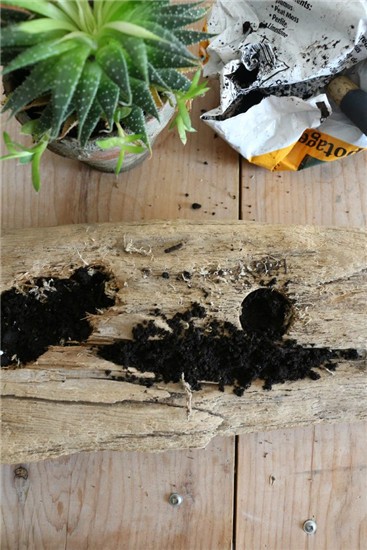 简朴自然乐趣 自制可爱多肉浮木盆栽