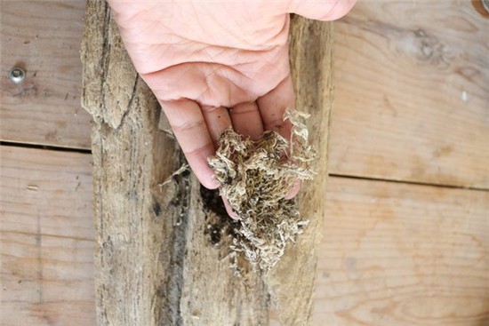 简朴自然乐趣 自制可爱多肉浮木盆栽