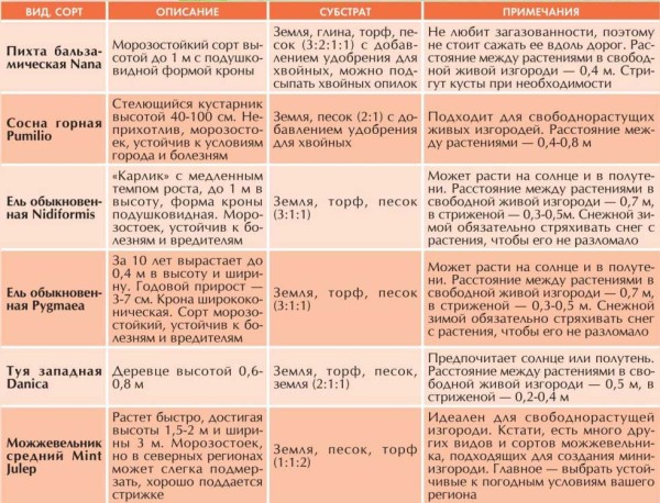 针叶树篱：如何种植以及冬季如何护理