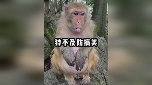 猝不及防的爆笑瞬间，看得到开头想不到的结尾