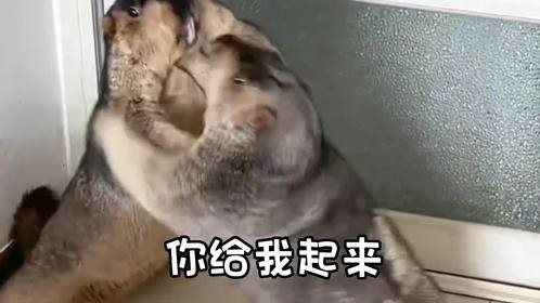 最后的理由确实没法上