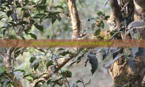 普洱茶：生活中塑料储物箱是否可以用来存放与保存普洱？