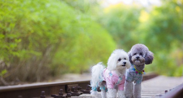 如何选择适合泰迪穿的衣服？（泰迪犬的衣着搭配小技巧与建议）