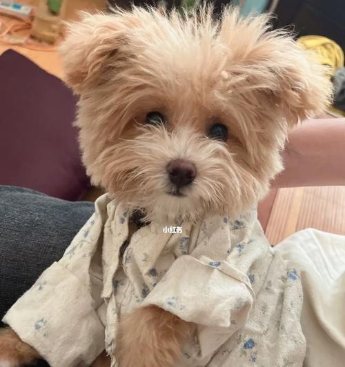 如何选择适合泰迪穿的衣服？（泰迪犬的衣着搭配小技巧与建议）
