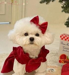 如何选择适合泰迪穿的衣服？（泰迪犬的衣着搭配小技巧与建议）