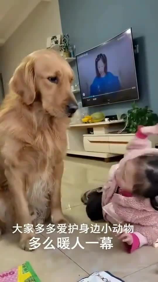 室内养狗，快乐秘诀！