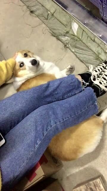 室内养狗，快乐秘诀！