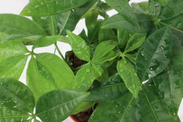 发财树能放在窗台上吗