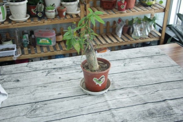 发财树能放在窗台上吗