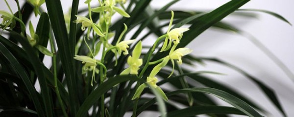 兰花可以放在卧室吗