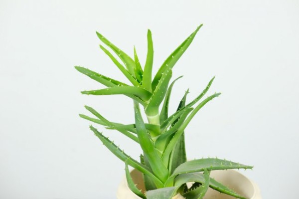 家里放芦荟是吉是凶