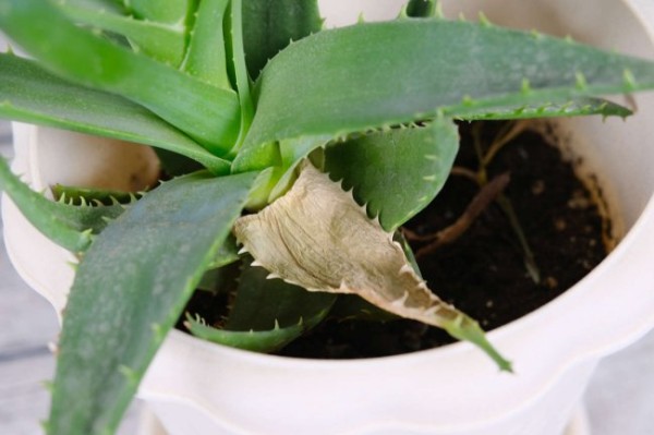 家里放芦荟是吉是凶