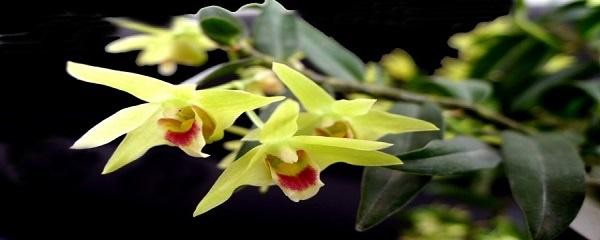 石斛盆景怎么养殖方法 关于石斛兰分株的技巧