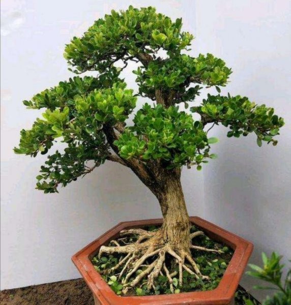 黄杨盆景制作过程 关于黄杨盆景养殖方法