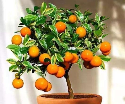金桔盆栽养殖方法 分享金桔树修剪步骤