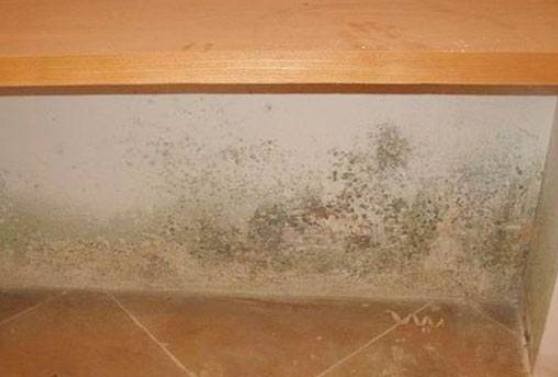 墙壁出现霉点怎么办？这几点你万万要知道