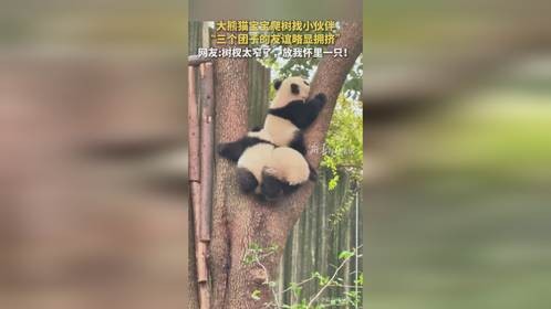 大熊猫宝宝爬树找小伙伴，三个团子的友谊略显拥挤