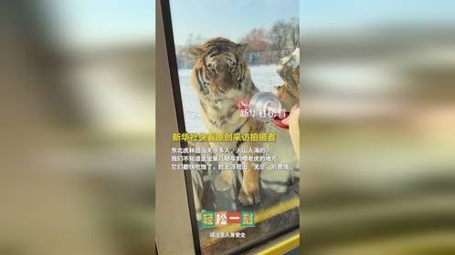 游客喂肉，老虎上演“无动于衷”。网友：别给孩子整积食了！