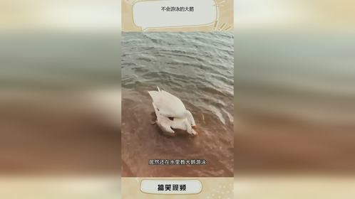 不会游泳的大鹅