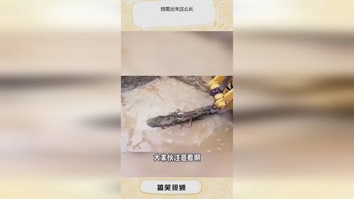 抽离出来这么长！