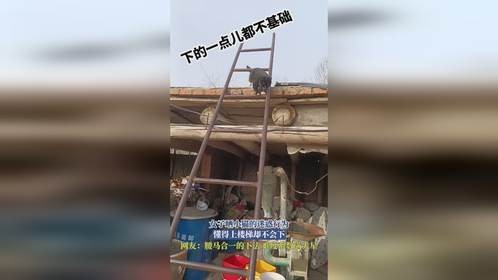 女子晒小猫的迷惑行为，懂得上楼梯却不会下，网友：腰马合一的下法，难度系数满天星