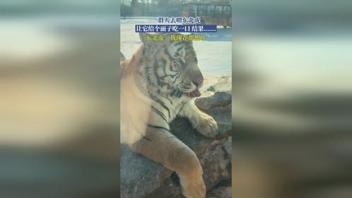 一群人去喂东北虎，让它给个面子吃一口，结果......东北虎：我现在都想吐