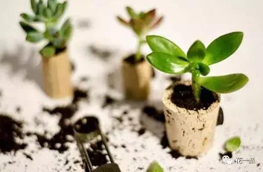 DIY绿植丨迷你植物冰箱贴！让绿色占领你家厨房的制高点~