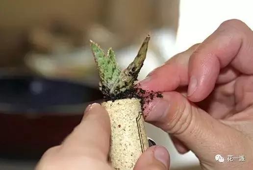 DIY绿植丨迷你植物冰箱贴！让绿色占领你家厨房的制高点~