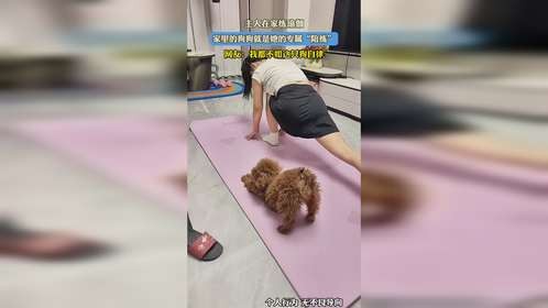 主人在家练瑜伽，家里的狗狗就是她的专属“陪练”，网友：我都不如这只狗自律
