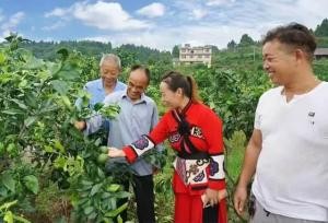 荒山蝶变“花果山” 彝族女子 出一条致富路